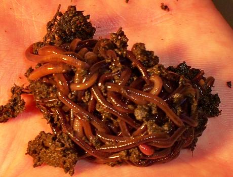 Worms: Red Worms, European Nightcrawlers, African Nightcrawlers