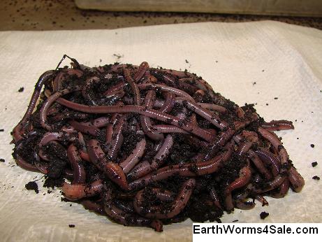 African Nightcralwers