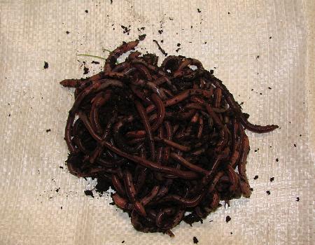 African Nightcrawlers