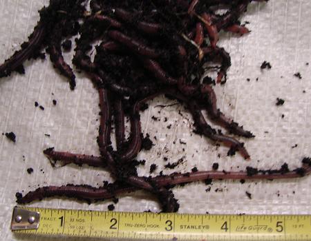 African Nightcrawlers